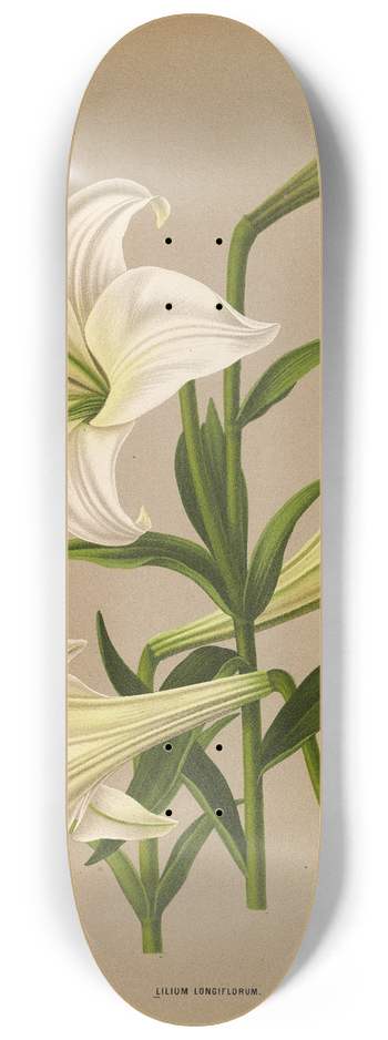 Arentina Hendrica Arendsen - Lilium Longiflurum 8.25 inch art skate deck