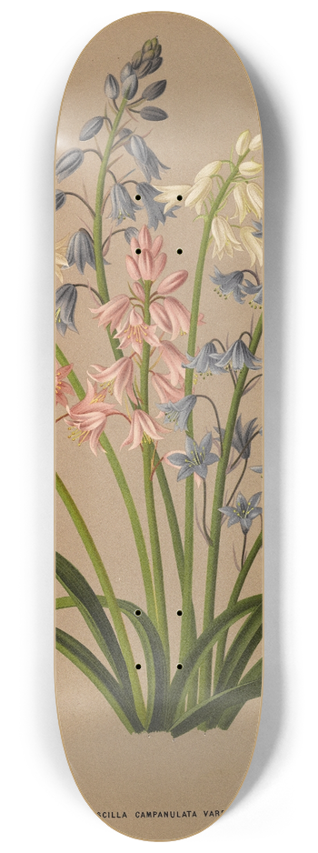 Arentina Hendrica Arendsen - Scilla Campanulata Varr. 8.25 inch art skate deck