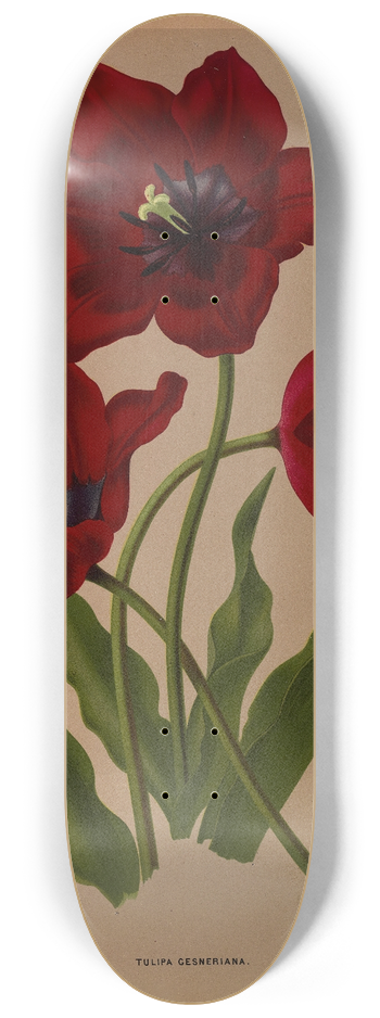 Arentina Hendrica Arendsen - Tulipa Gesneriana 8.25 inch art skate deck