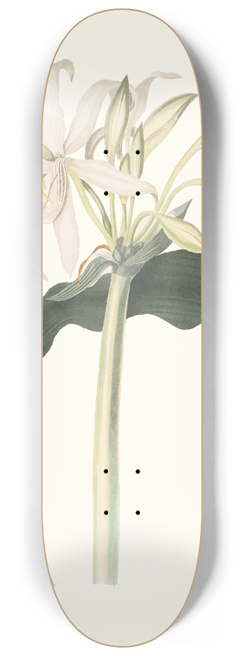 Priscilla Susan Bury - Amaryllis Aulica 8.25 inch art skate deck