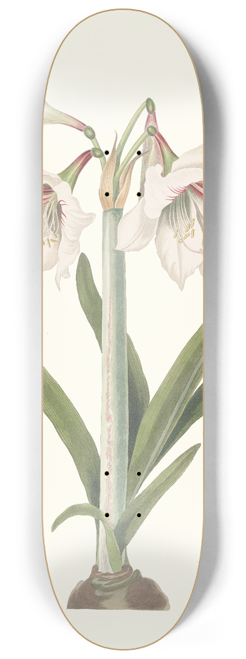 Priscilla Susan Bury - Amaryllis Picta. 8.25 inch art skate deck