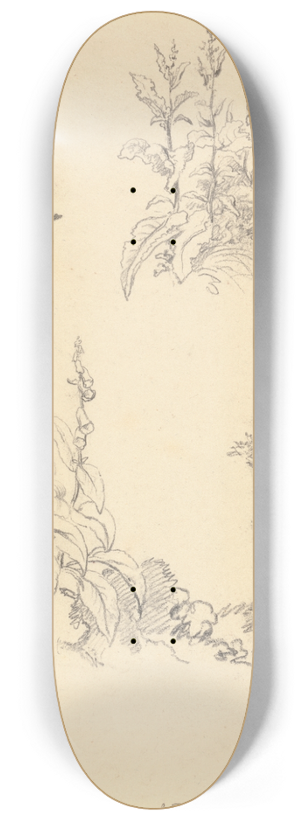 Robert Hills - Study of Foxgloves 8.25 inch art skate deck