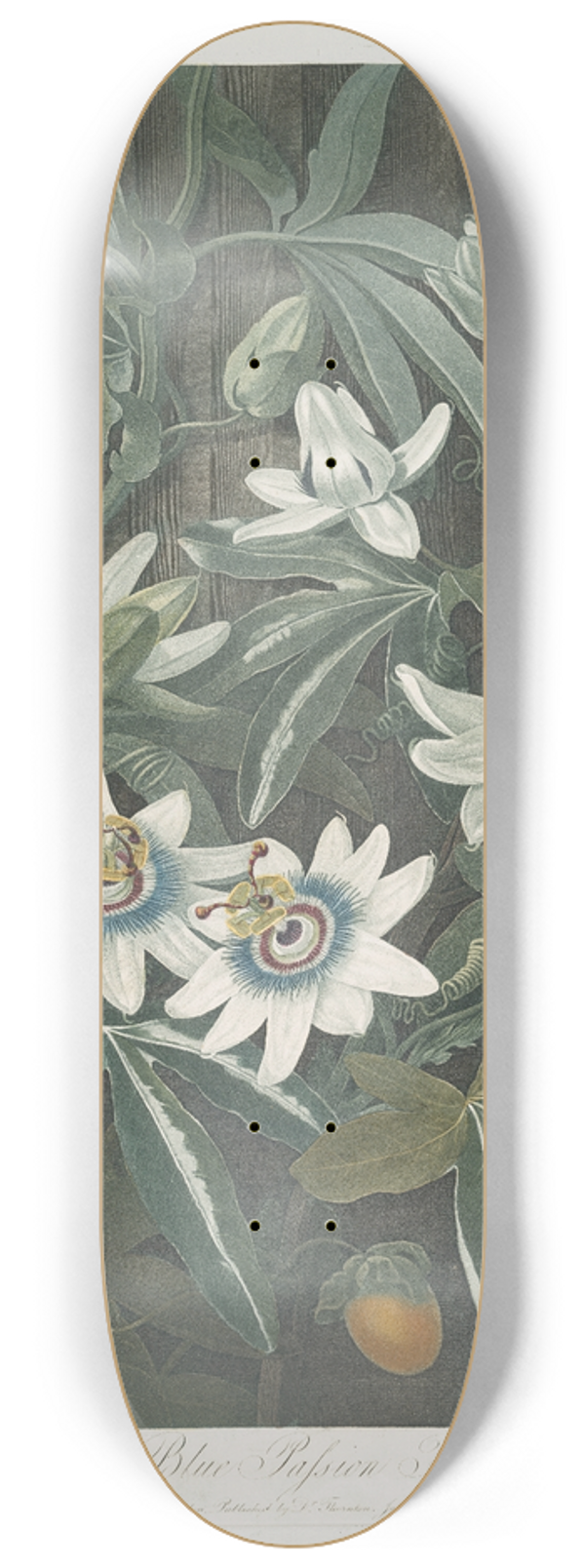 Robert John Thornton - The Blue Passion Flower. 8.25 inch art skate deck