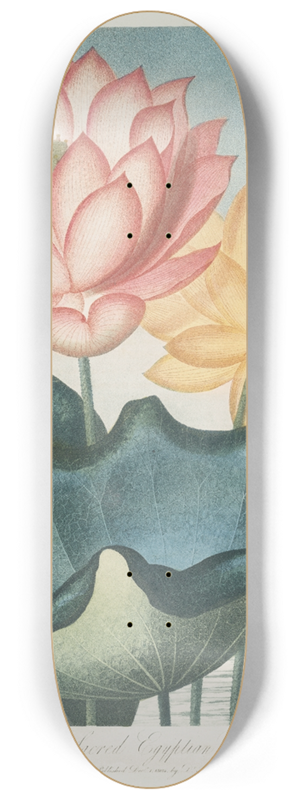 Robert John Thornton - The Sacred Egyptian Bean 8.25 inch art skate deck