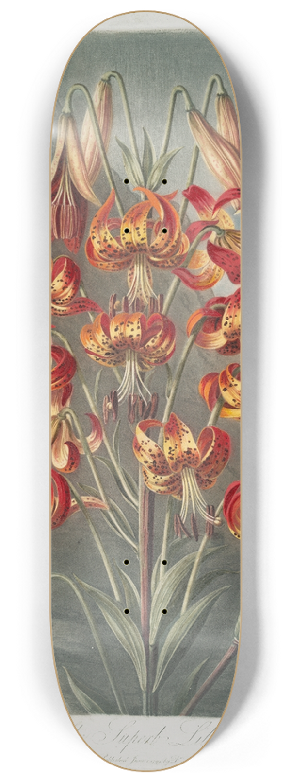 Robert John Thornton - The Superb Lily 8.25 inch art skate deck