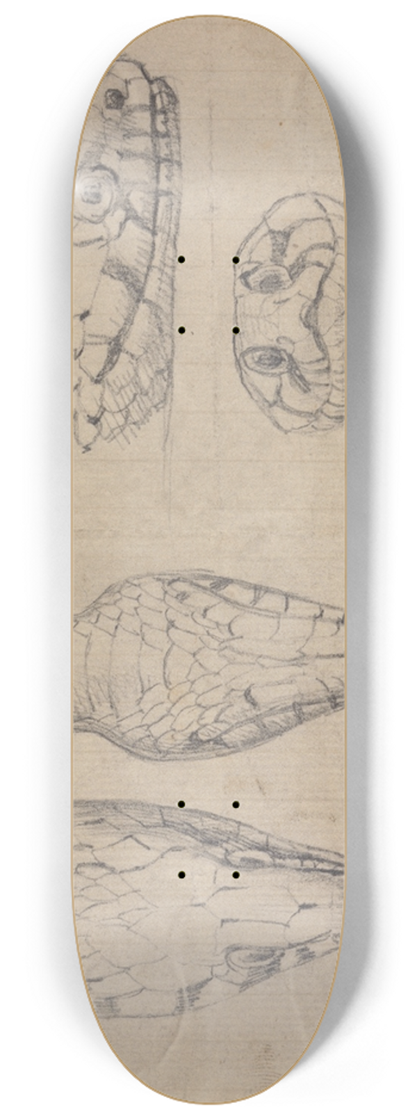 Robert Smirke - Study of the Head of a Snake 8.25 inch art skate deck