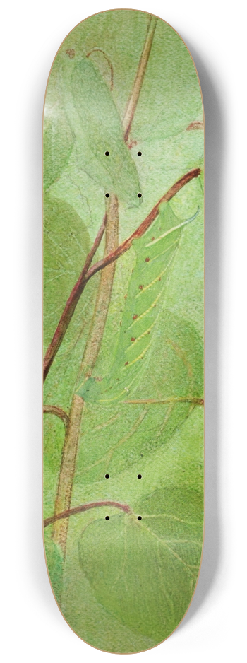 Abbott Handerson Thayer - Sphinx Caterpillar, study for book Concealing Coloration in the Animal Kingdom 8.25 inch art skate deck