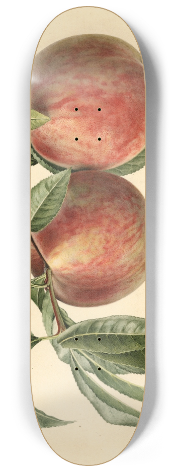 Royal Charles Steadman - Prunus persica: Carman 8.25 inch art skate deck