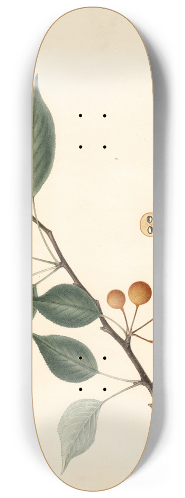 Royal Charles Steadman - Pyrus communis 8.25 inch art skate deck