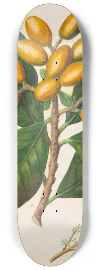 Sarah Featon - Karaka 8.25 inch art skate deck