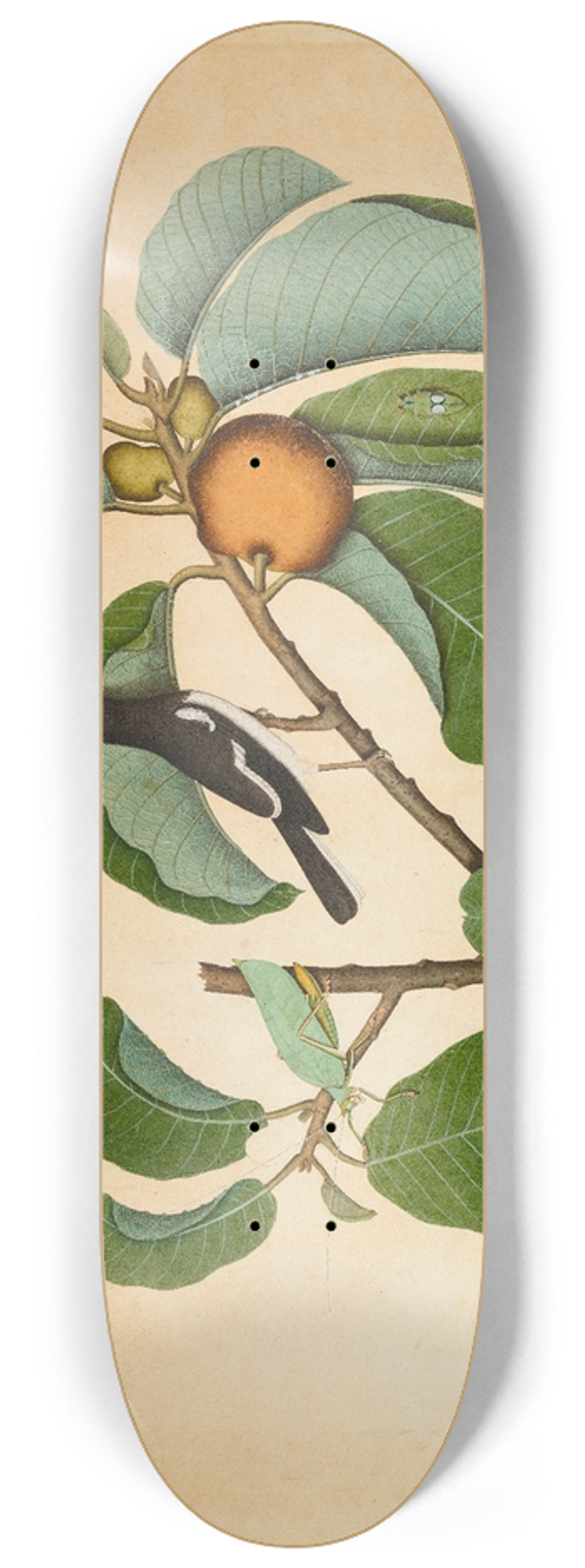 Sheikh Zain al-Din - Oriental Magpie Robin with Katydid and Leaf Hopper on Monkey Jack Branch 8.25 inch art skate deck