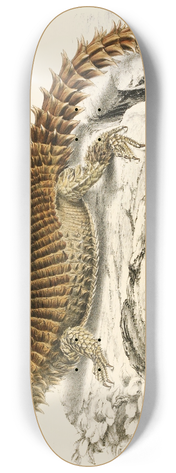 Sir Andrew Smith - Cordylus Giganteus 8.25 inch art skate deck