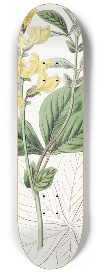 Sydenham Edwards - Bean-leaved Thermopsis 8.25 inch art skate deck