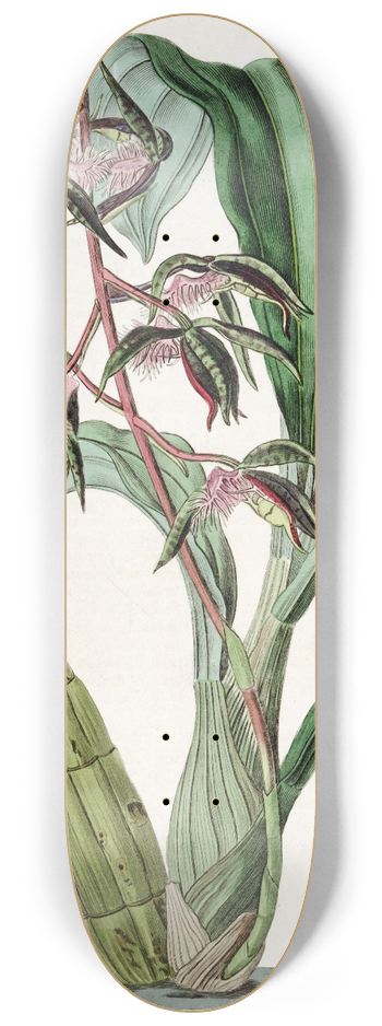 Sydenham Edwards - Bearded Flywort 8.25 inch art skate deck