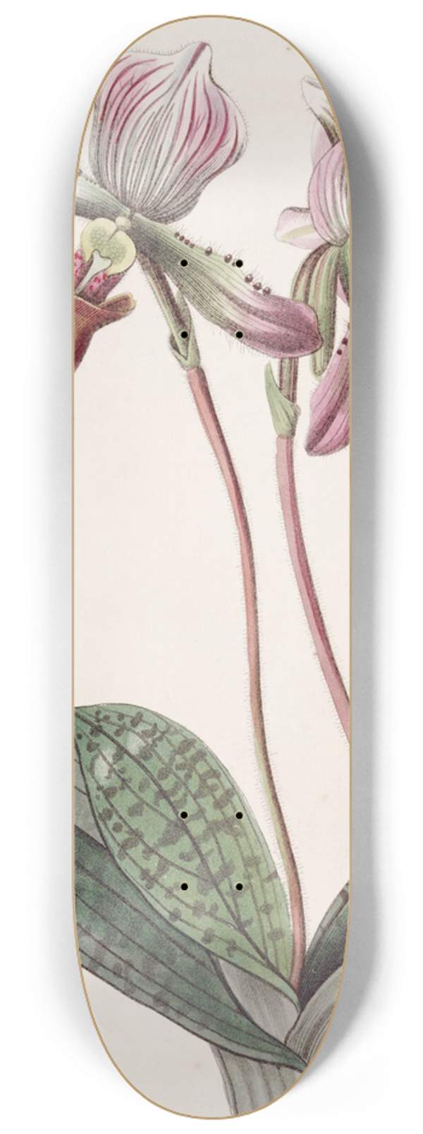 Sydenham Edwards - Bearded Ladys Slipper 8.25 inch art skate deck