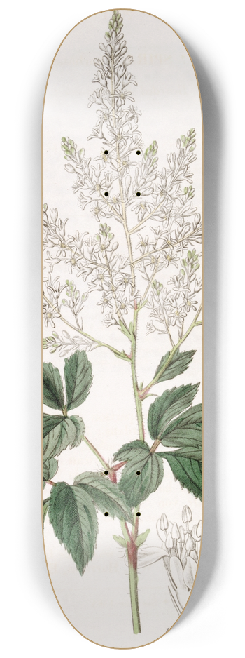 Sydenham Edwards - Bearded Meadow-sweet 8.25 inch art skate deck