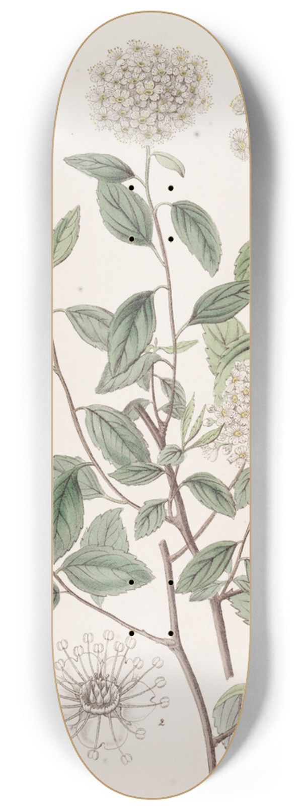 Sydenham Edwards - Bilberry-leaved Spiraea 8.25 inch art skate deck