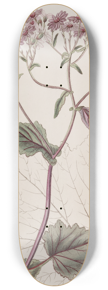 Sydenham Edwards - Blood-red Senecio 8.25 inch art skate deck