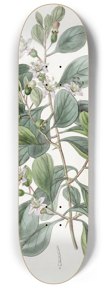 Sydenham Edwards - Boerhaavia-leaved Grabowskia 8.25 inch art skate deck
