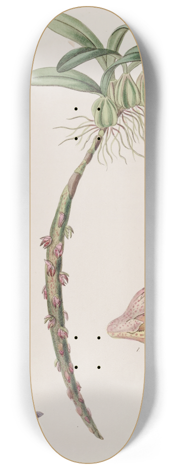 Sydenham Edwards - Bracteolate Bolbophyllum 8.25 inch art skate deck