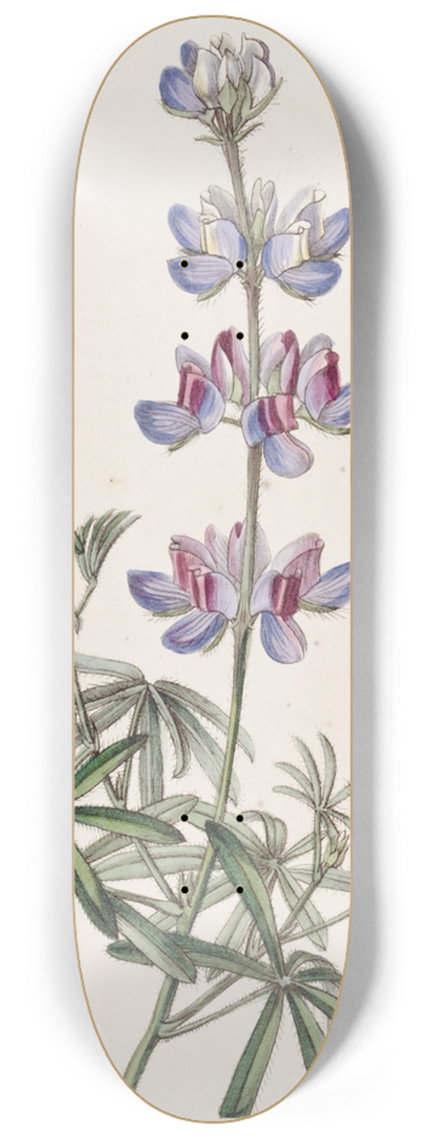 Sydenham Edwards - Branching Lupine 8.25 inch art skate deck