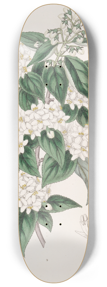 Sydenham Edwards - Broad-stamened Deutzia 8.25 inch art skate deck