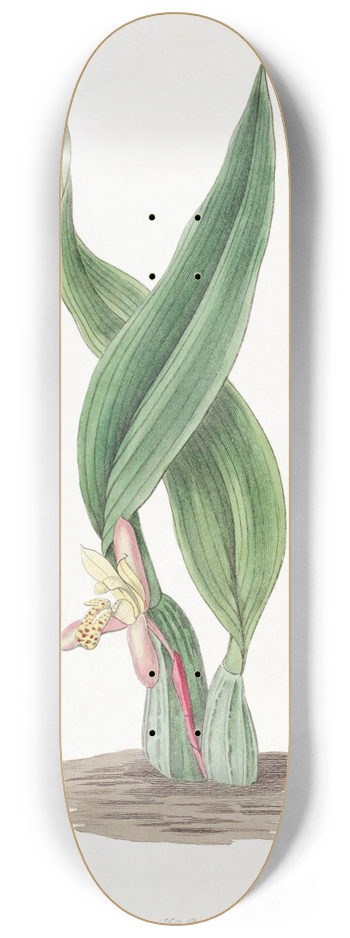 Sydenham Edwards - Brownish Maxillaria 8.25 inch art skate deck