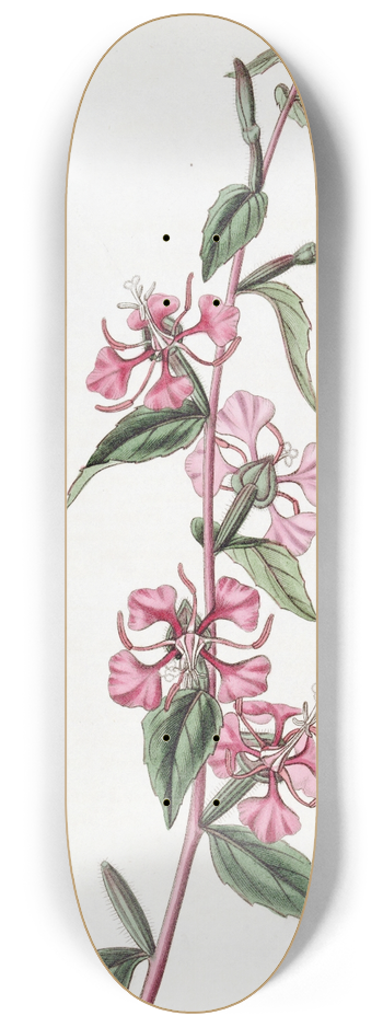Sydenham Edwards - Californian Clarkia 8.25 inch art skate deck