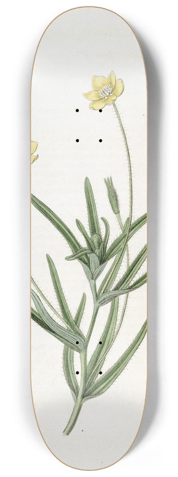 Sydenham Edwards - Californian Platystemon 8.25 inch art skate deck