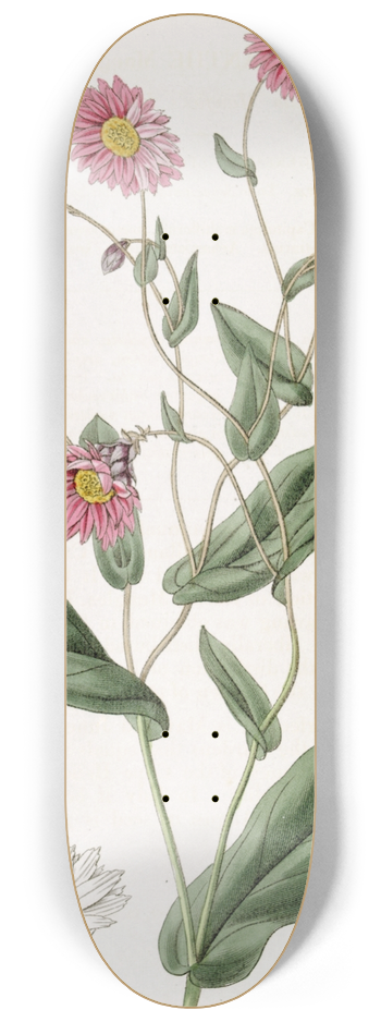 Sydenham Edwards - Captain Mangless Rhodanthe 8.25 inch art skate deck