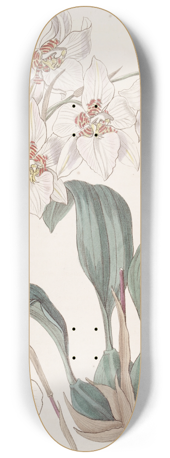 Sydenham Edwards - Cervantes Tooth-tongue 8.25 inch art skate deck