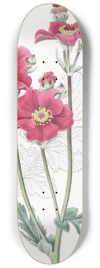 Sydenham Edwards - Chilian Geum 8.25 inch art skate deck