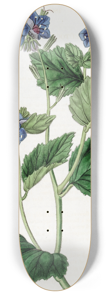 Sydenham Edwards - Clammy Eutoca 8.25 inch art skate deck