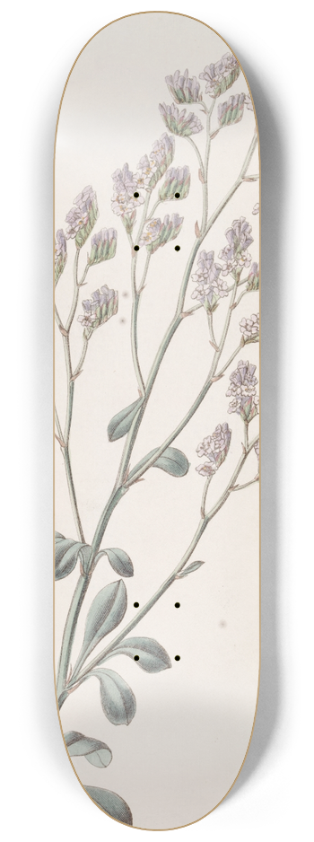 Sydenham Edwards - Comb-flowered Sea Lavender 8.25 inch art skate deck