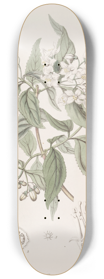 Sydenham Edwards - Corymb-flowering Deutzia 8.25 inch art skate deck