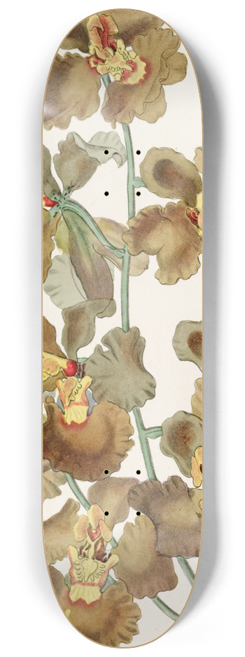 Sydenham Edwards - Curled-flowered Oncidium 8.25 inch art skate deck