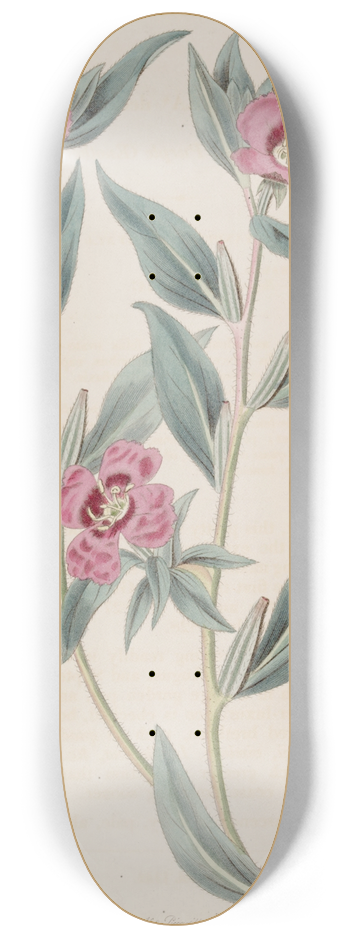 Sydenham Edwards - Decumbent Purple Oenothera 8.25 inch art skate deck