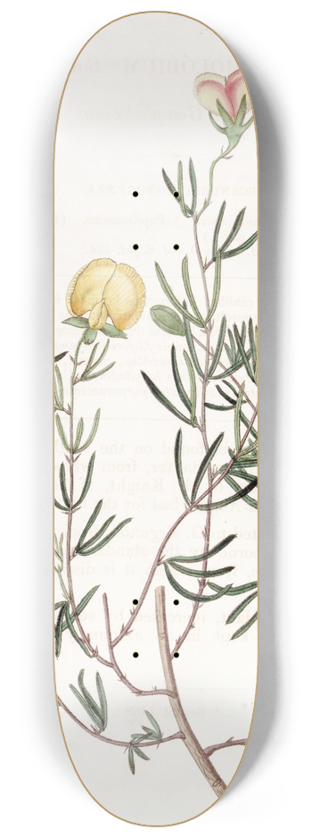 Sydenham Edwards - Delicate Gompholobium 8.25 inch art skate deck