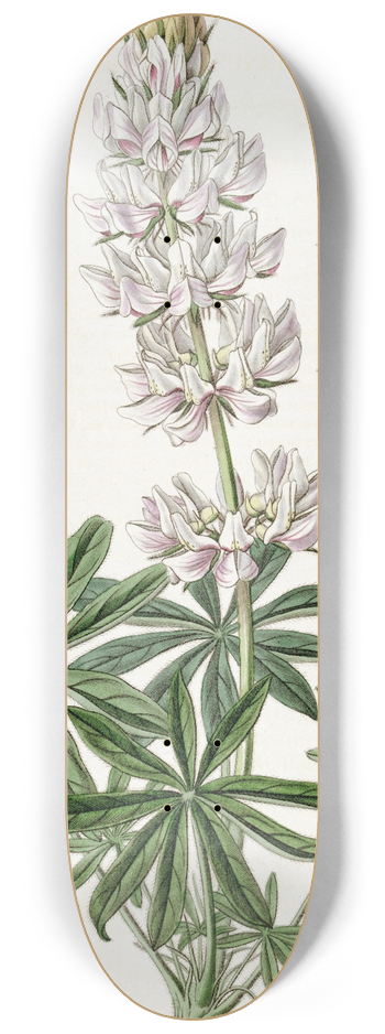 Sydenham Edwards - Dense-flowered Lupin 8.25 inch art skate deck