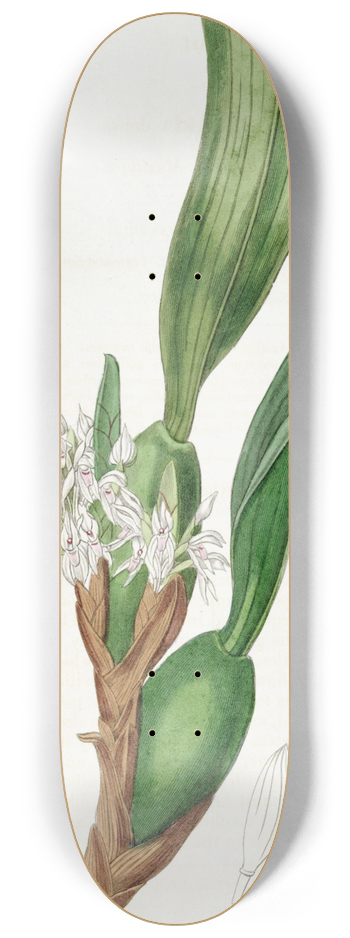 Sydenham Edwards - Dense-flowered Maxillari 8.25 inch art skate deck