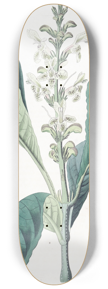 Sydenham Edwards - Dotted-flowered Justicia 8.25 inch art skate deck