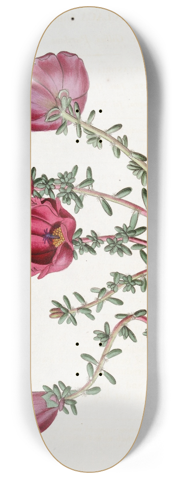 Sydenham Edwards - Dr. Gillies Purslane 8.25 inch art skate deck