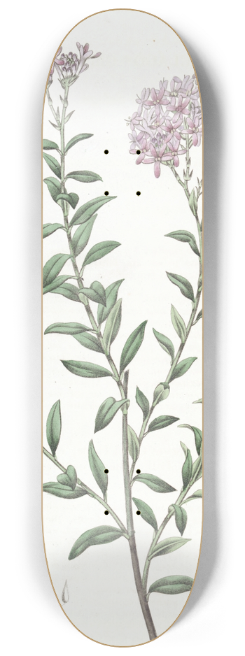 Sydenham Edwards - Dr. Gills Selago 8.25 inch art skate deck