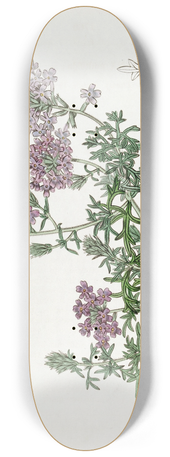 Sydenham Edwards - Dwarf Purple Vervain 8.25 inch art skate deck