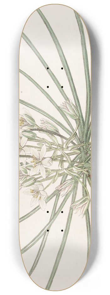 Sydenham Edwards - Dwarf Star of Bethlehem 8.25 inch art skate deck