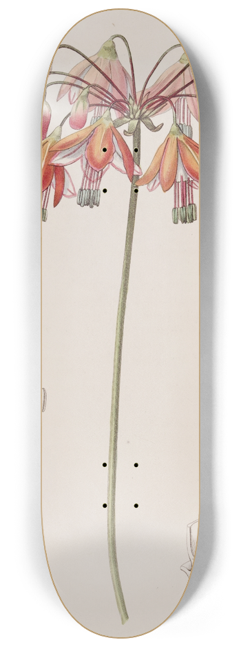 Sydenham Edwards - Elegant Bessera 8.25 inch art skate deck