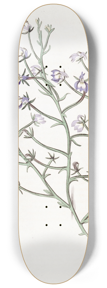 Sydenham Edwards - Elegant Clintonia 8.25 inch art skate deck