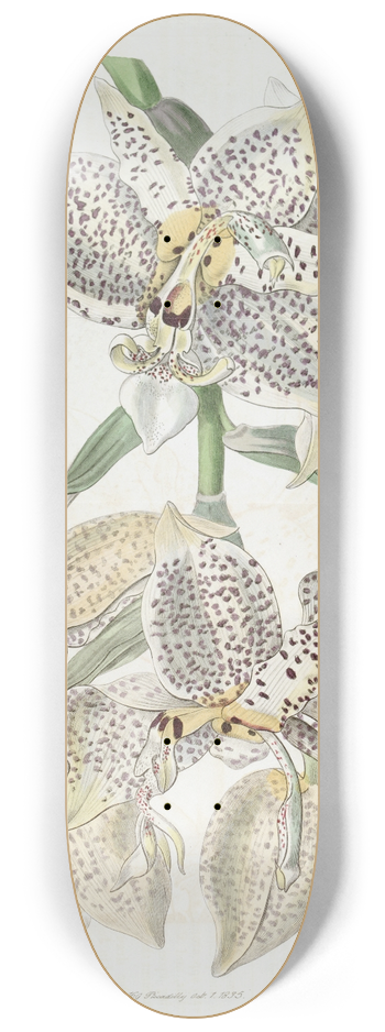 Sydenham Edwards - Eyed Stanhopea 8.25 inch art skate deck