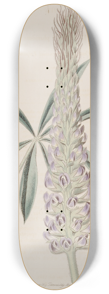 Sydenham Edwards - Feathery Perennial Lupine 8.25 inch art skate deck
