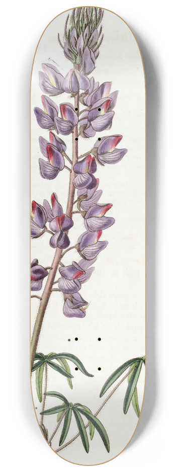 Sydenham Edwards - Fine-leaved Lupin 8.25 inch art skate deck